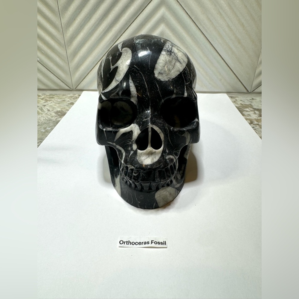 Black and White Orthoceras Fossil Skull
